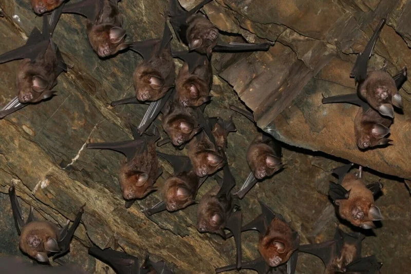 林郁婷性別審查過關!重返亞錦賽爭奪奧運資格